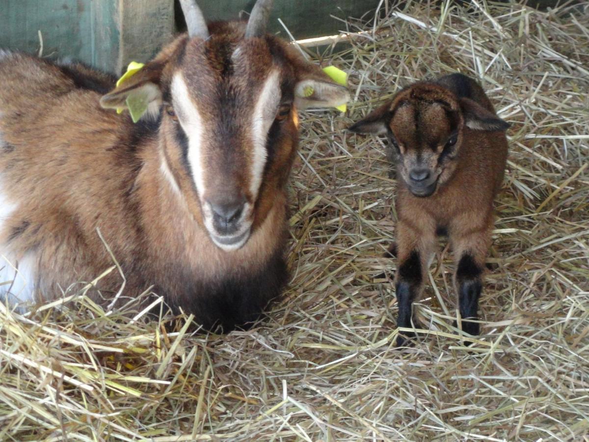 La Petite Ferme De Pouillon - Parc Animalier - Aire De Loisirs Bed & Breakfast Luaran gambar